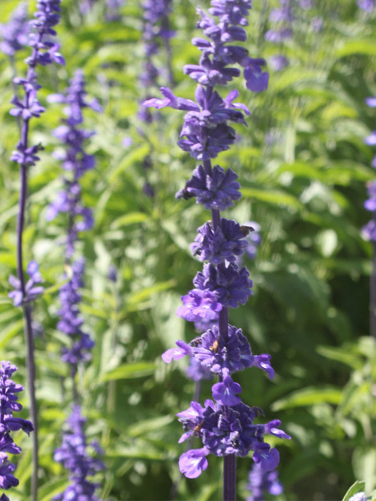 Hezhichun Lavender