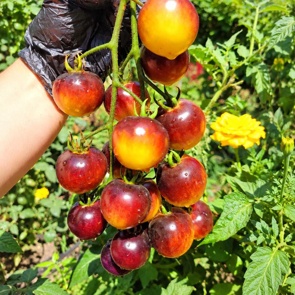 221 Glossy Rose Yellow Tomato