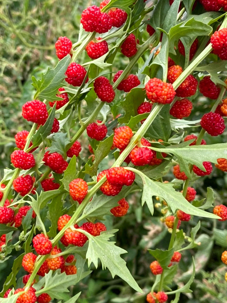 Strawberry Spinach