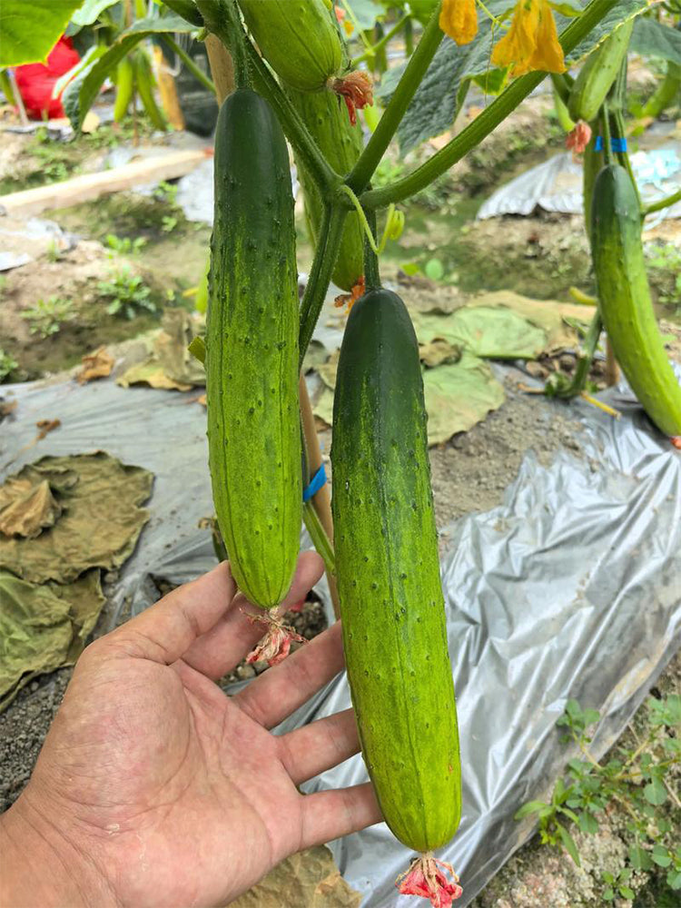 'Supreme' Long Drought Cucumbers