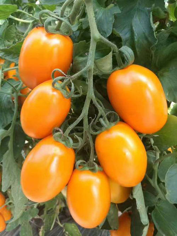 Yellow Roman Tomato