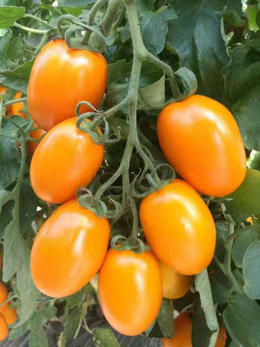 Yellow Roman Tomato