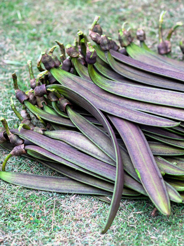 Oroxylum indicum