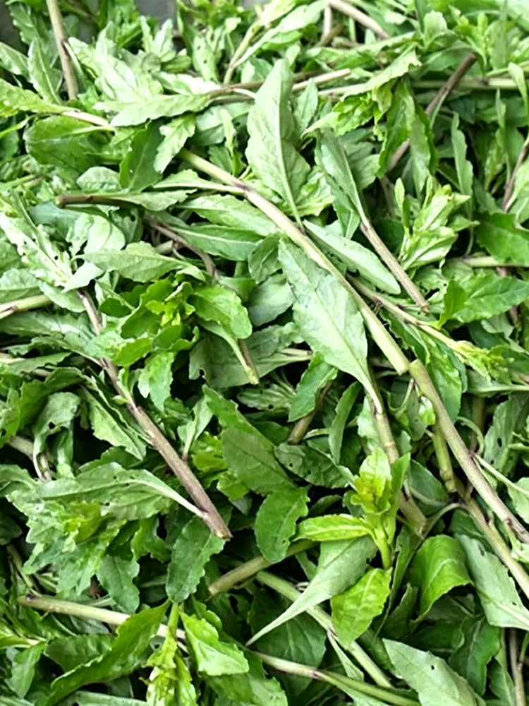 Fruitless Edible Leaf Wolfberry