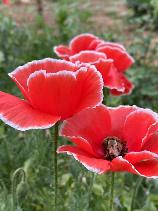 Red with White Edge Corn Poppy