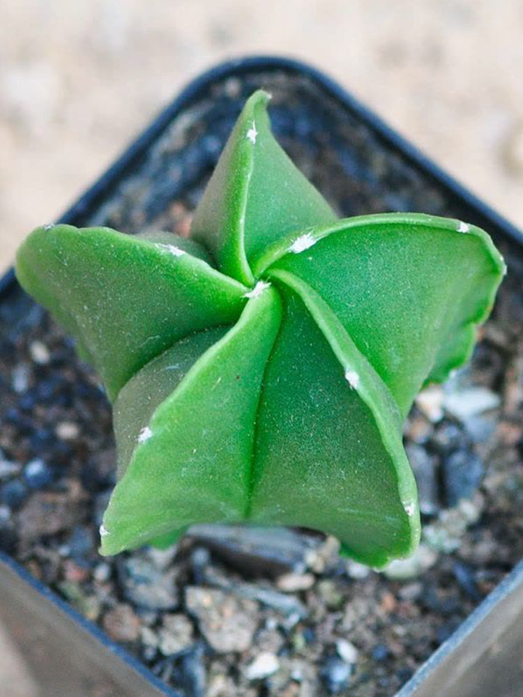 Pentagonal Glazed Bishop's Cap Cactus
