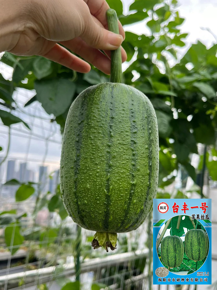 Taifeng No. 1 Apple Luffa