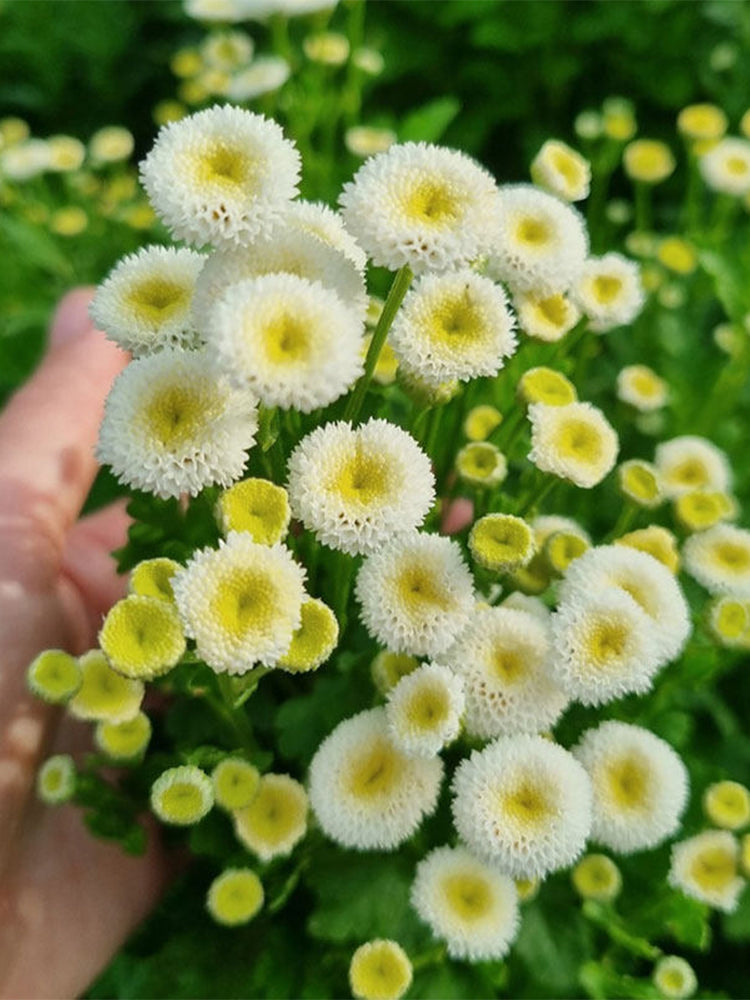 Feverfew 'Snowball'