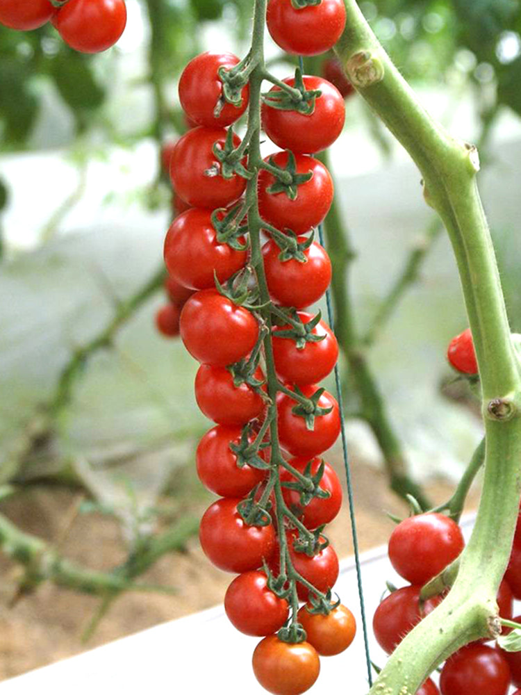 Pearl Falls No. 2 Tomato