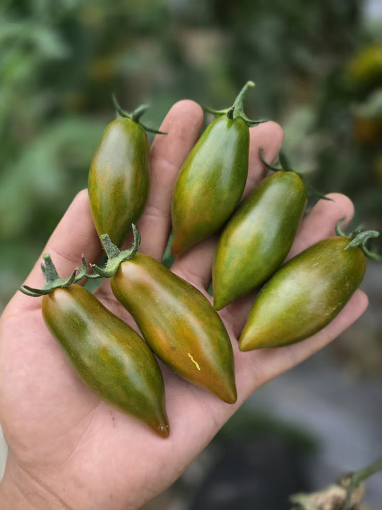 1020 Sweet Neptune Tomato