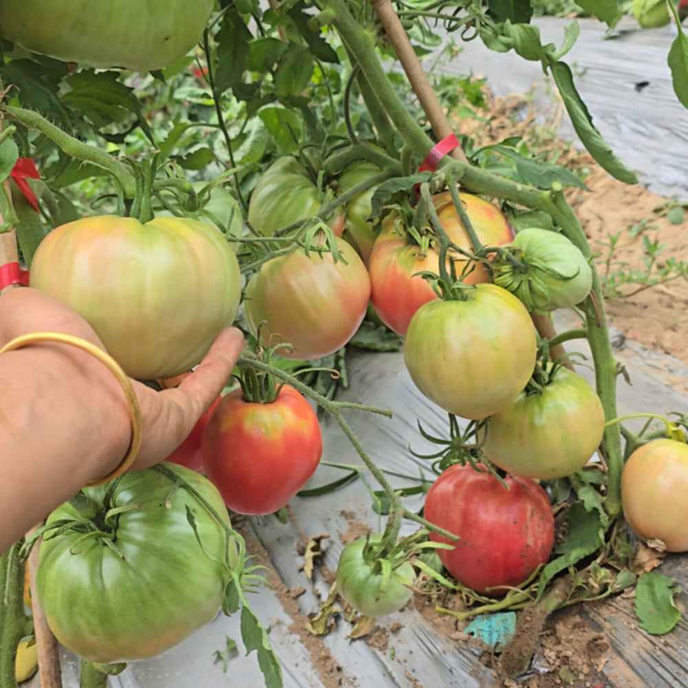 816 Bulgarian Mountain Cap Tomato