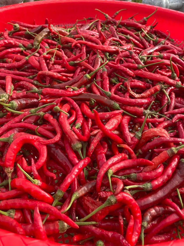 Chaodi Pepper