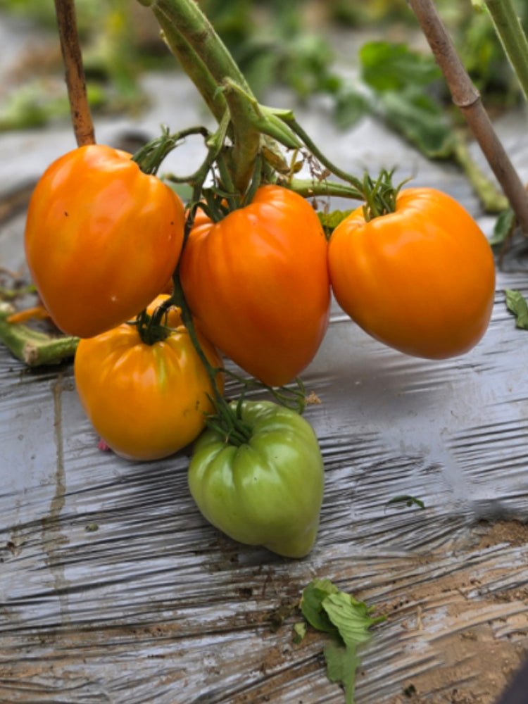 'Lyuba's Heart' Tomato
