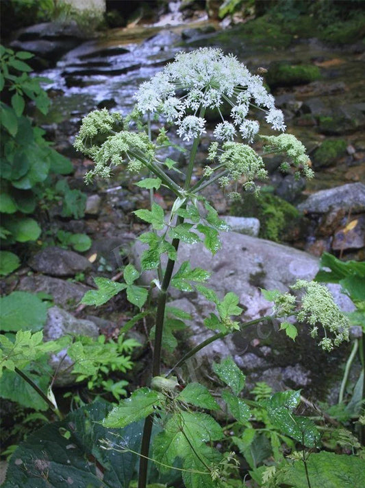 Hemsley's Hogweed (Heracleum hemsleyanum Diels)