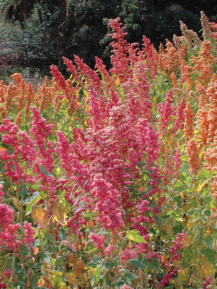 Red Quinoa