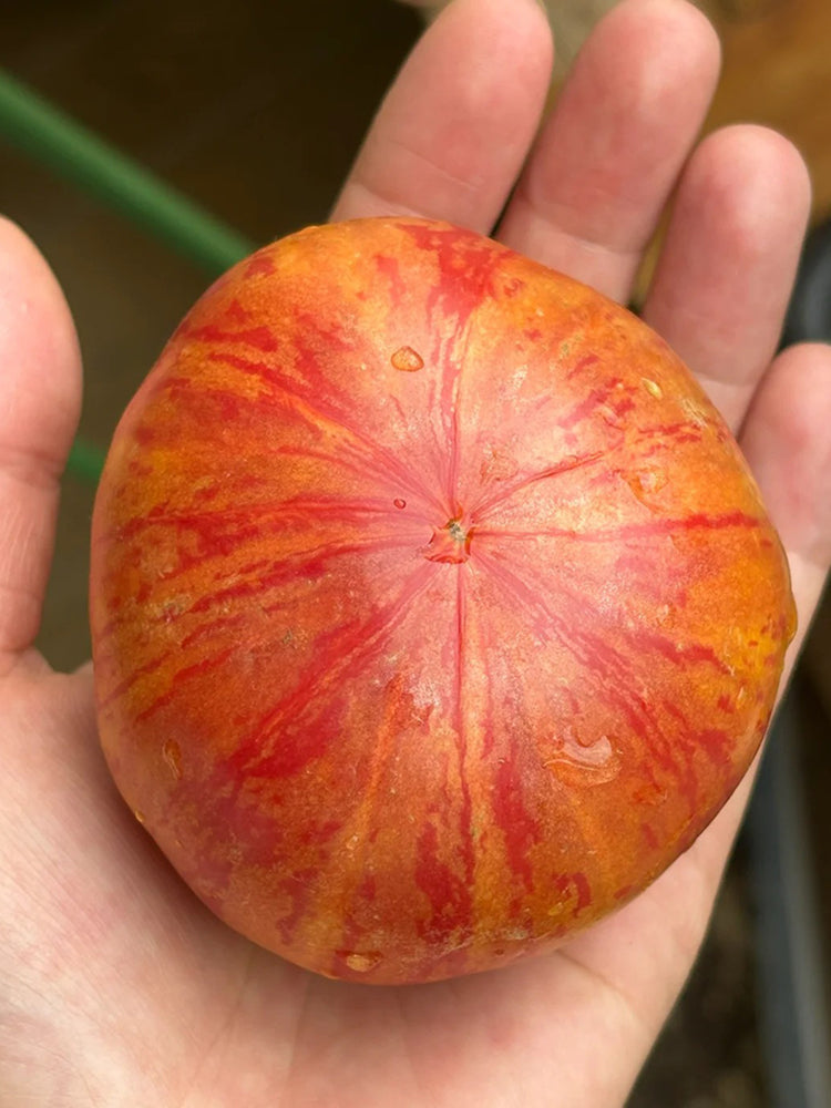 'Vintage Wine' Tomato