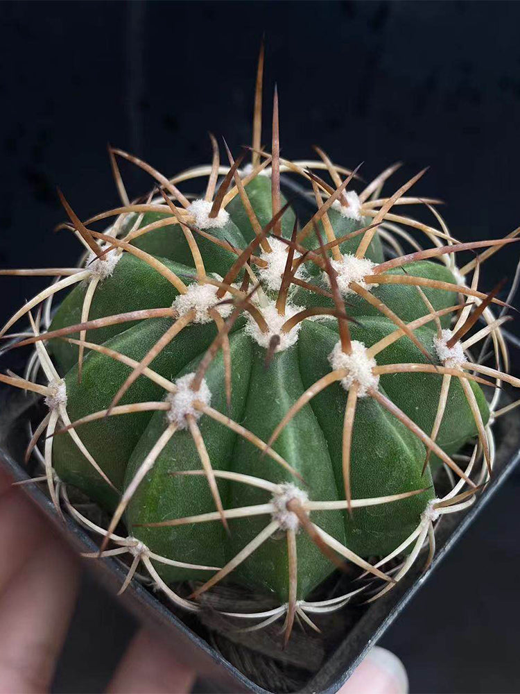 Melocactus azureus