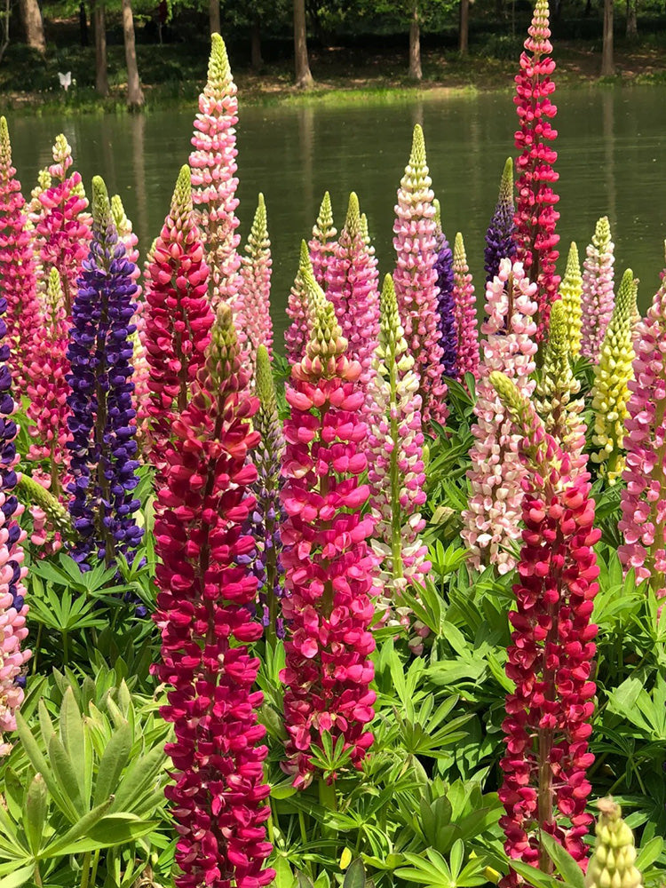 Mixed Color Lupine