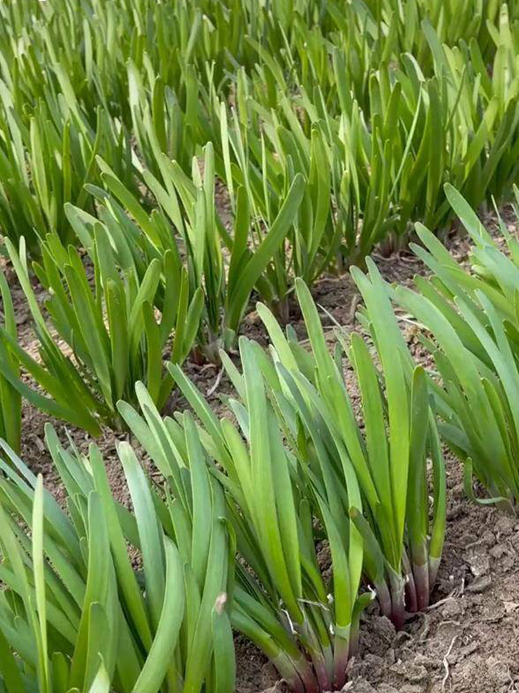 Shandong Red-Root Leek