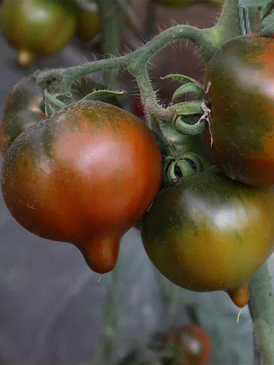 Purple Peach Tomato