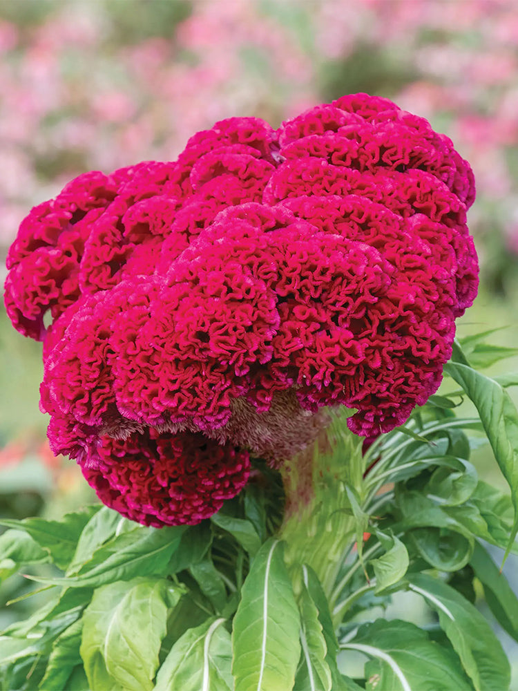 Hezhichun Red Cockscomb