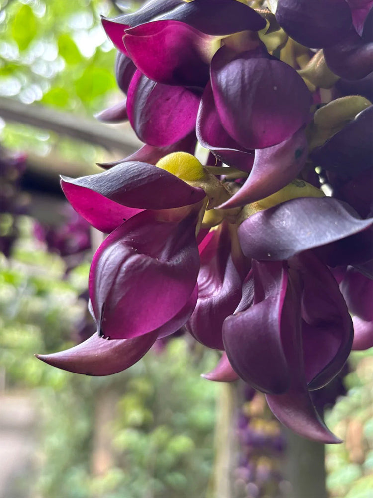 Evergreen Mucuna