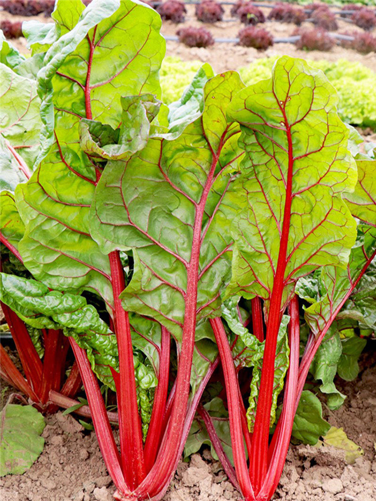 Red-Stemmed Chard