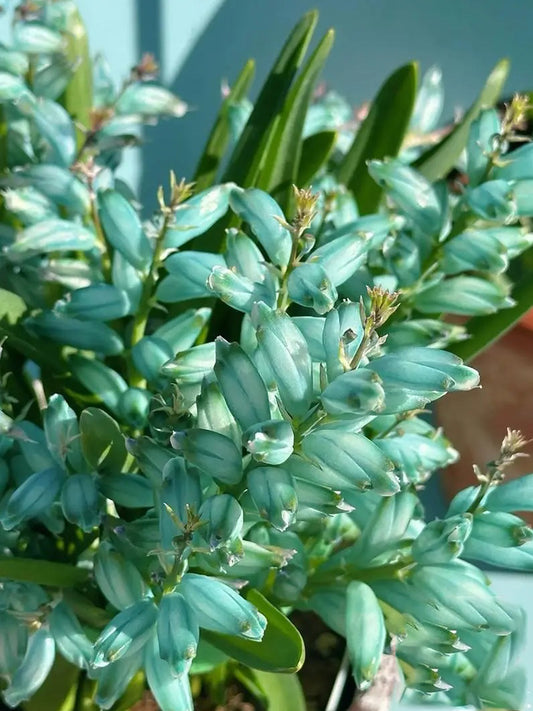 Lachenalia Viridiflora