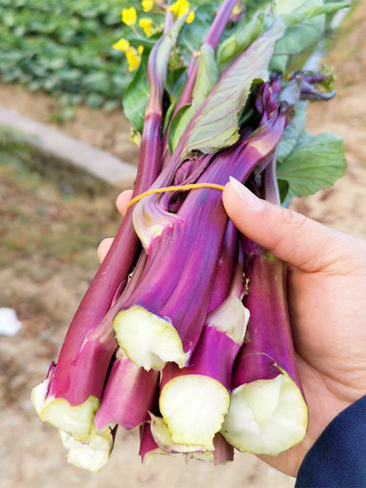 'Jiuhua' Flowering Stalk