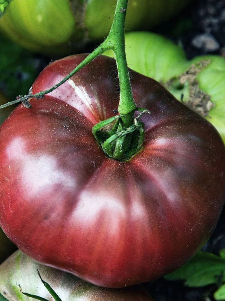 Cherokee Purple Tomato