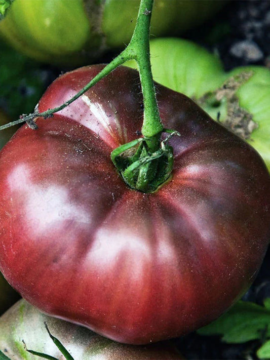 499 Cherokee Purple Tomato