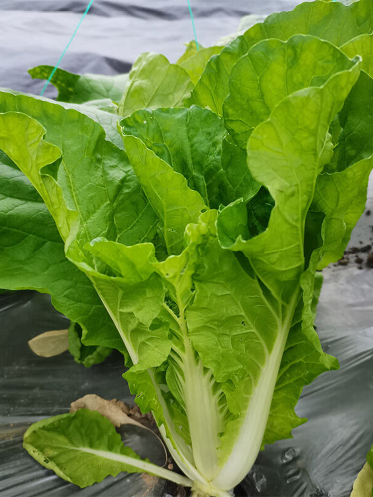 'Jinmei 516' Fast-growing Bok Choy