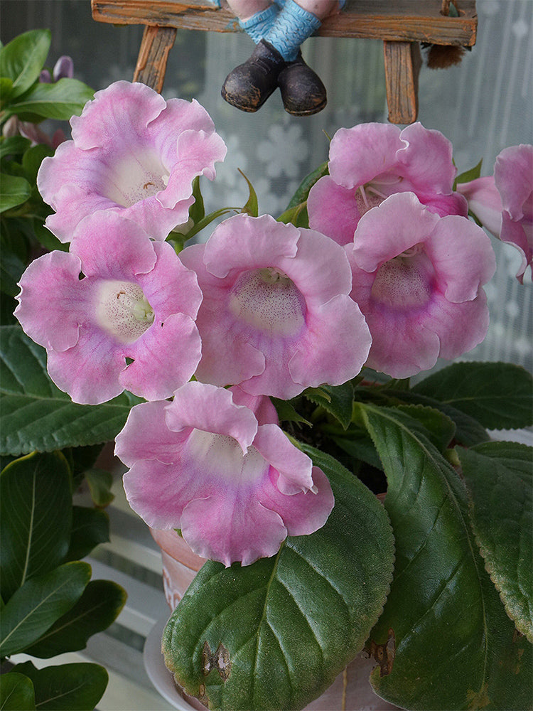 Gloxinia (Mixed 10+ Varieties)