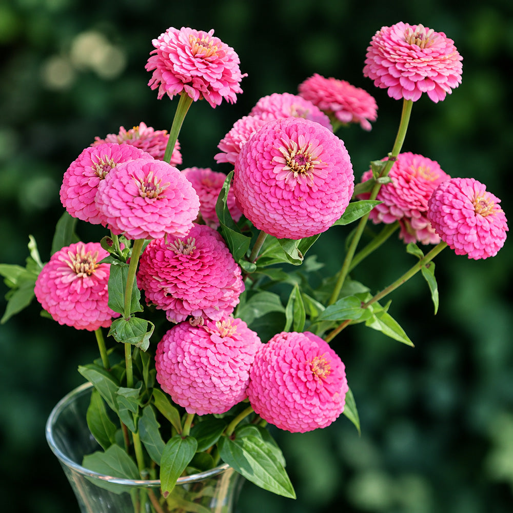 W1347 Large-Flowered Pink Zinnia