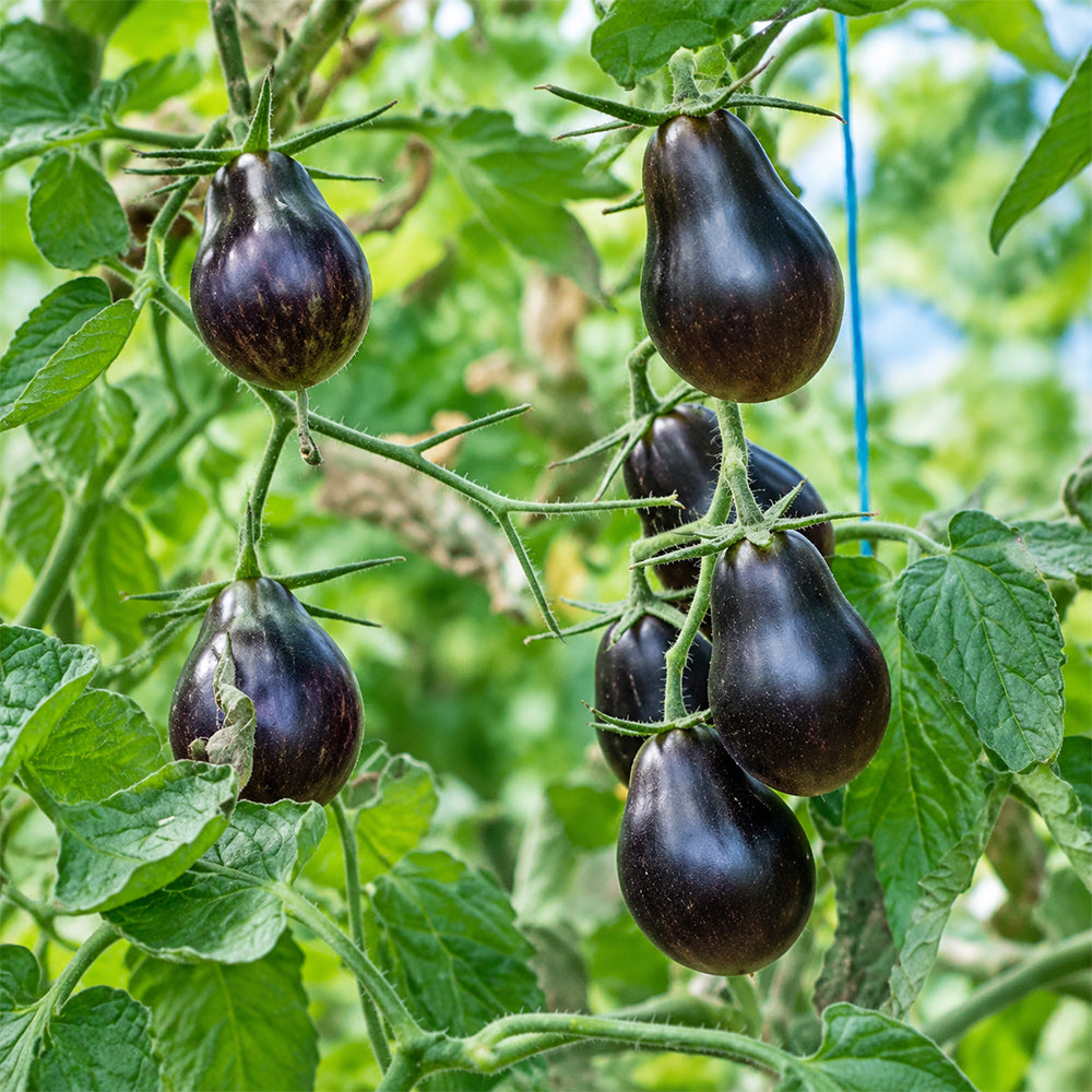 101 Blue Keyes Tomato