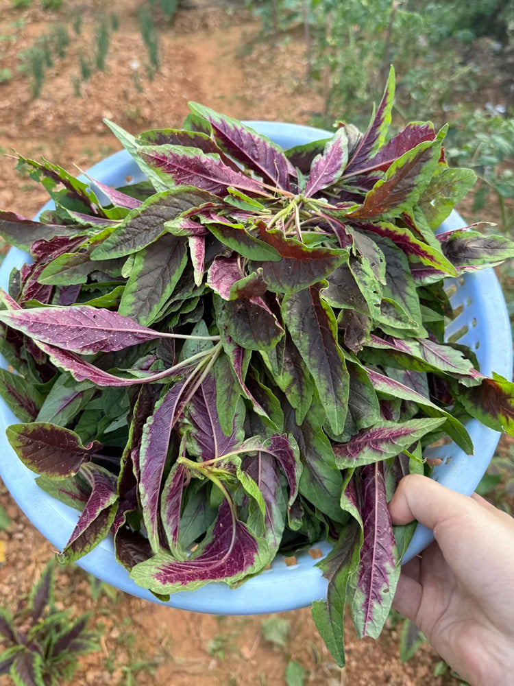 Red Willow Leaf Amaranth