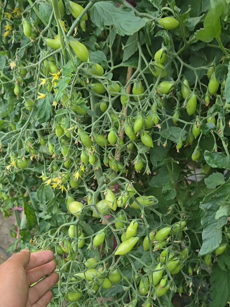 2025 Sweet Auntie F4 Tomato