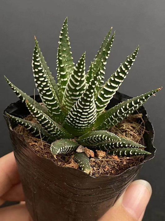 Haworthiopsis fasciata