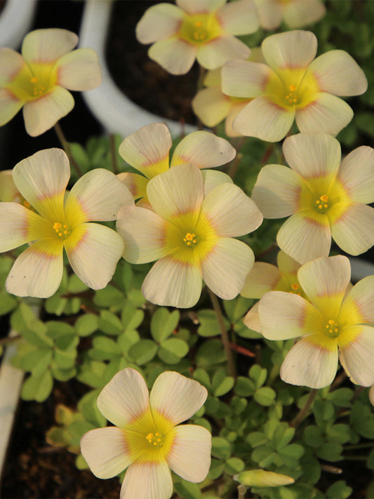 Oxalis obtusa Series Bulb - 'Lemon Green'