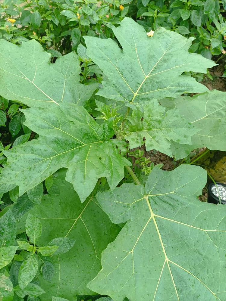 Tuolubamu Eggplant Rootstock