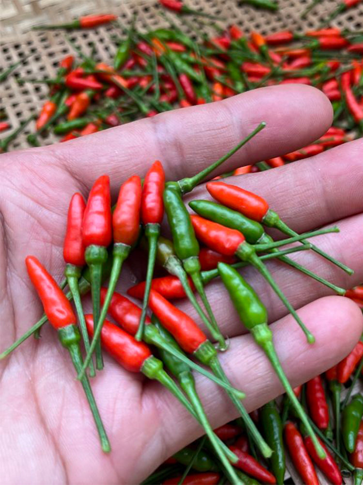 Bird's Eye Chili
