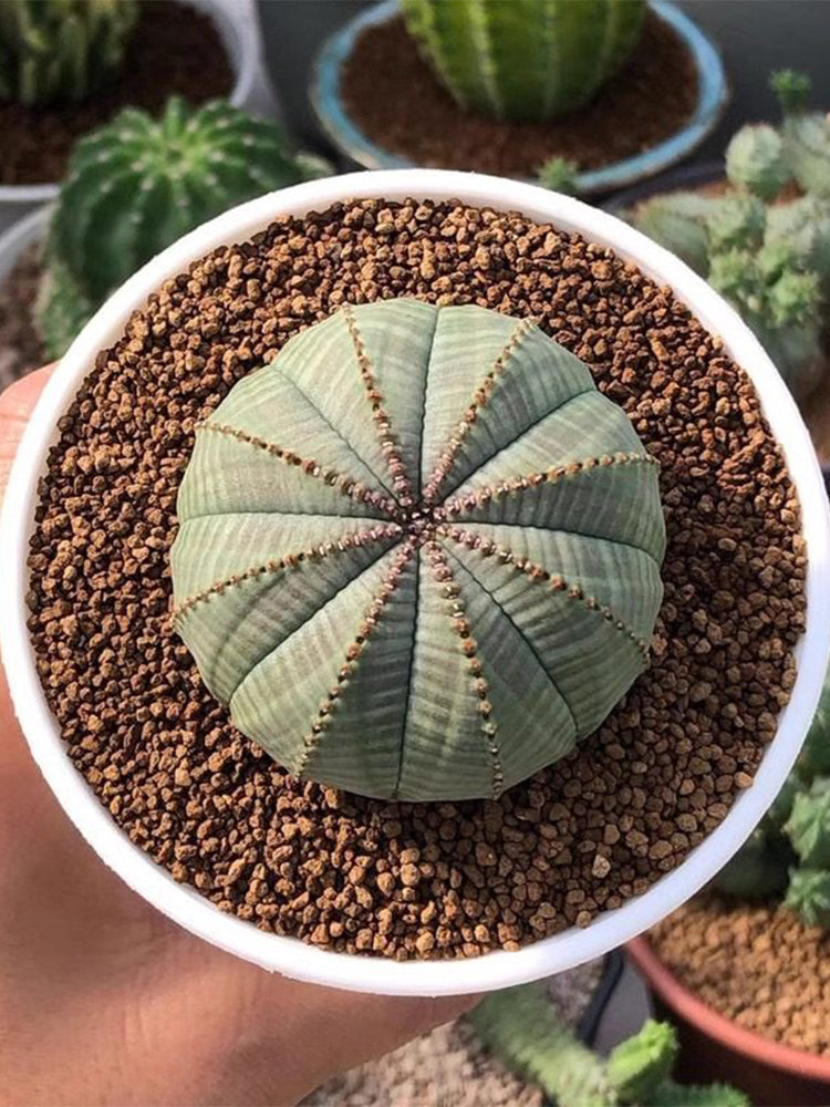 Euphorbia obesa Succulent