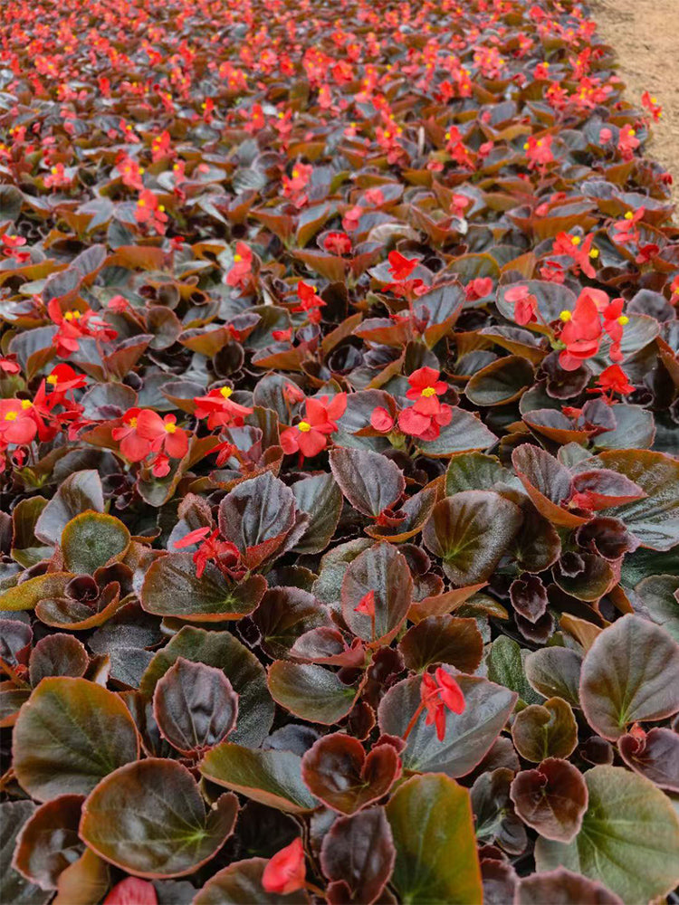 Bronze Leaf Red Flower Begonia