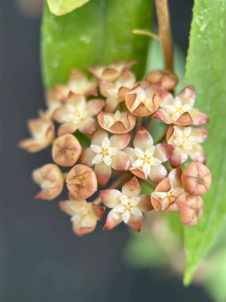 Hoya rigidifolia Unrooted Stem Cuttings