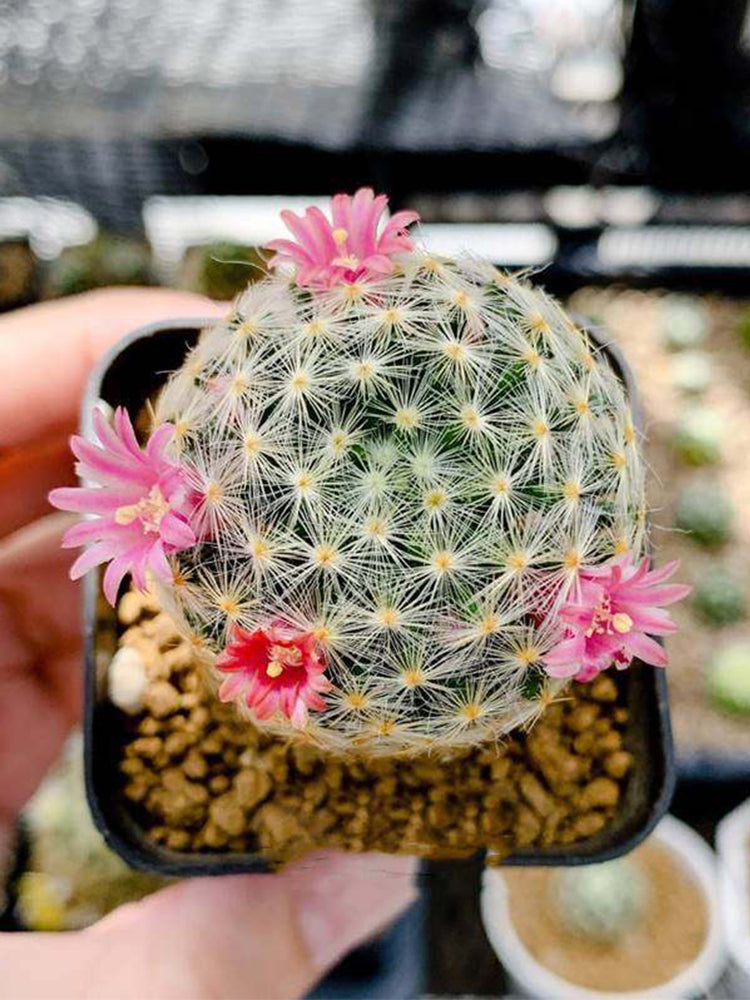 Mammillaria schiedeana
