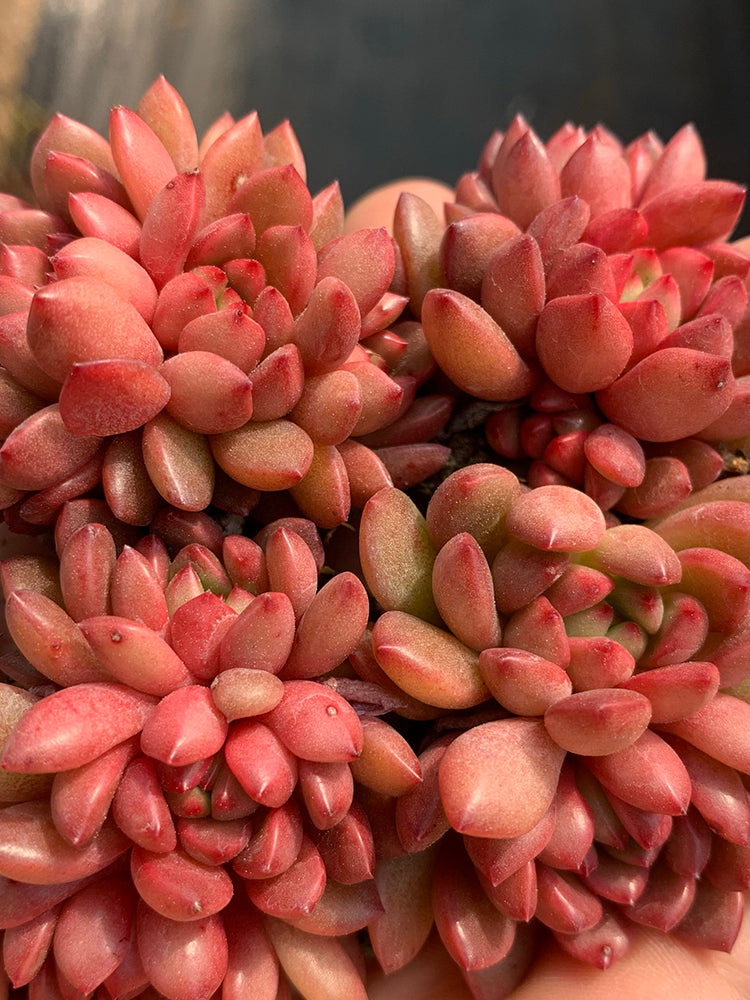 Sedeveria 'Pink Ruby'