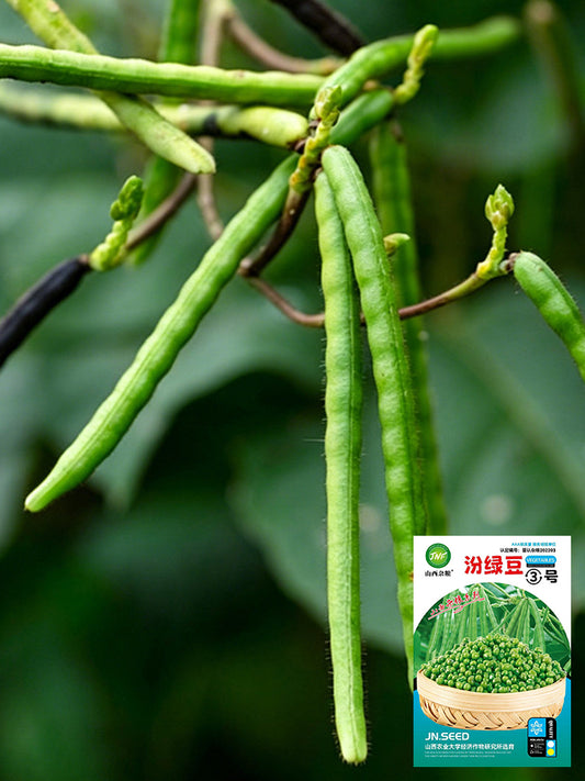 'Fenlüdou No.3' Mung Bean
