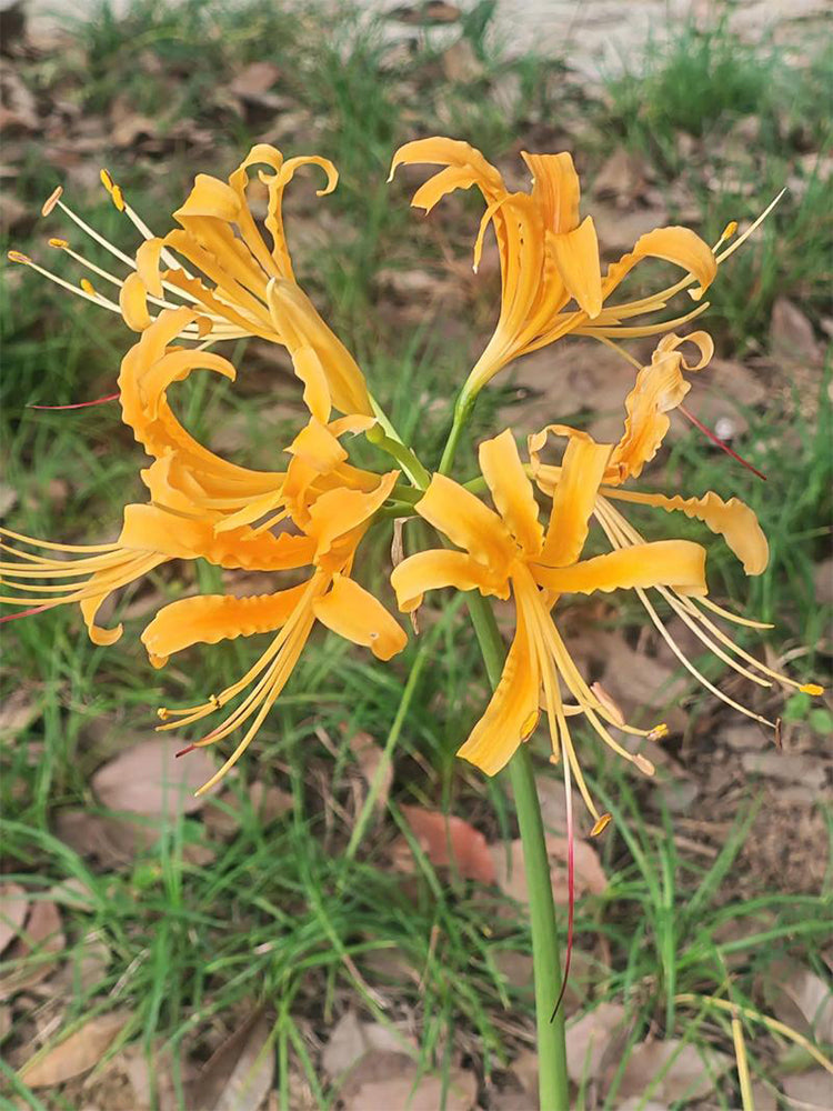 Golden Spider Lily