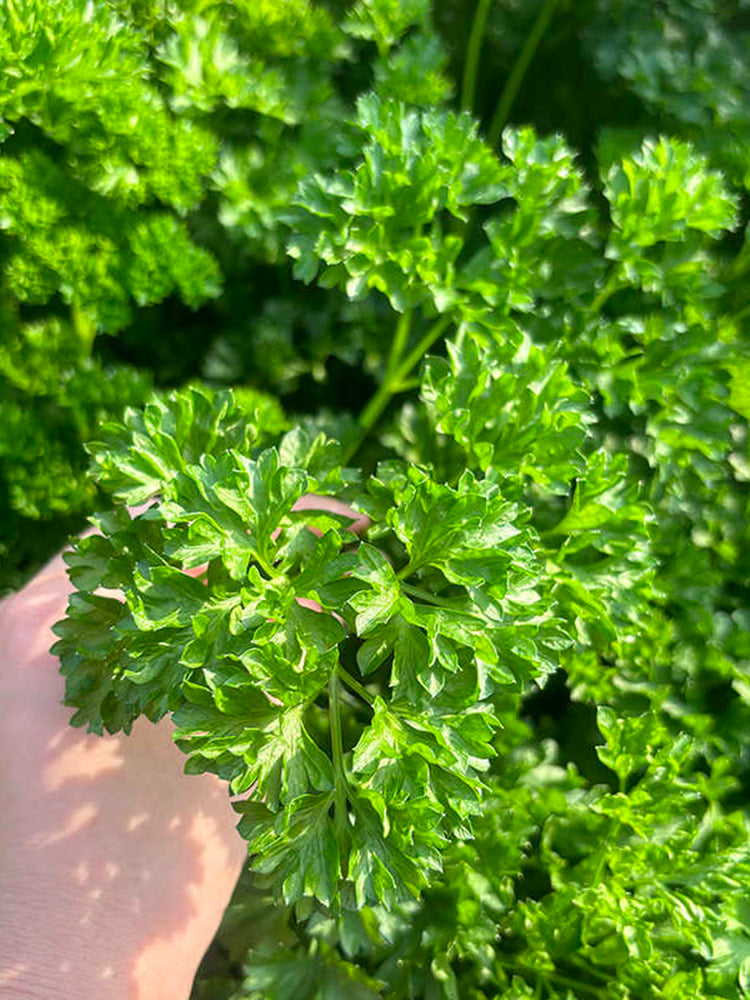 French Parsley