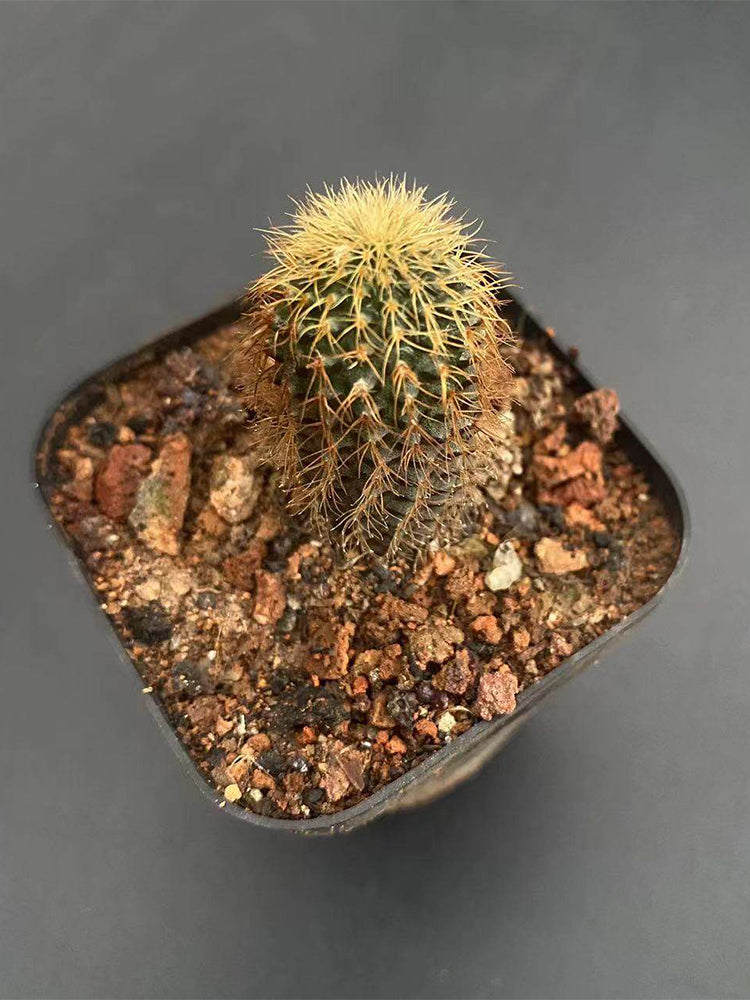 Frailea aurea